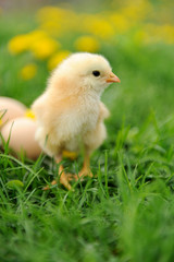 Little chicken