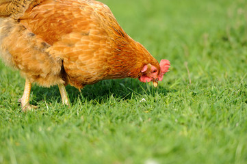 Brown chicken