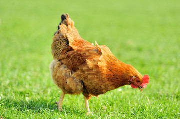 Brown chicken