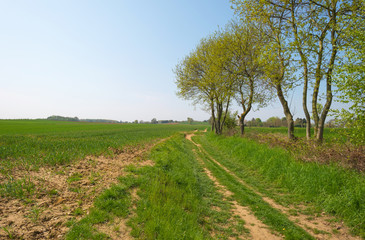 Fototapeta premium Tracks through a field in spring
