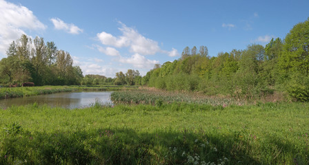 Fen in a sunlit forest in spring