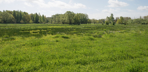 Sunlit meadow in spring