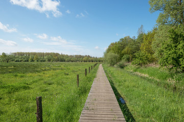 Fototapeta na wymiar Duckboards through a meadow in spring