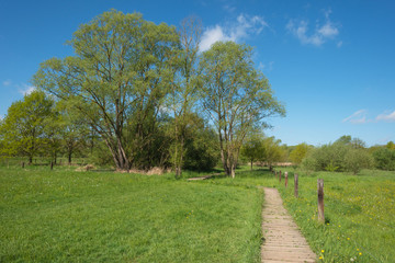 Fototapeta na wymiar Duckboards through a meadow in spring