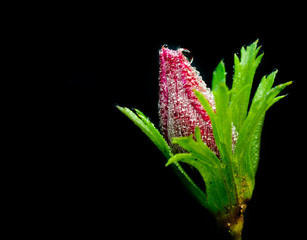 Fototapeta na wymiar Anemone coronaria flower