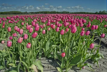 Keuken spatwand met foto tulip field © egonzitter