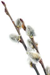 Branches of the pussy willow with flowering bud.Isolated.