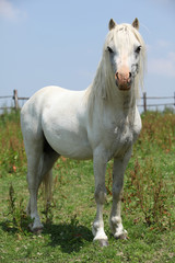 Welsh mountain pony stallion looking at you