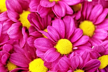 Photo sur Plexiglas Macro Belles fleurs de dahlia rouge violet.Сloseup