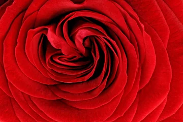 Foto auf Acrylglas Macro Schöne rote Rosenblume. Nahaufnahme.
