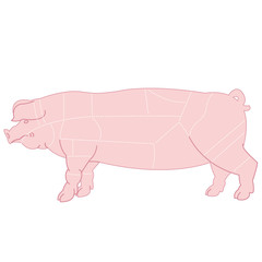 Illustration of scheme cutting pork carcass