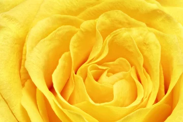 Abwaschbare Fototapete Macro Schöne gelbe Rosenblume. Verkleinerung