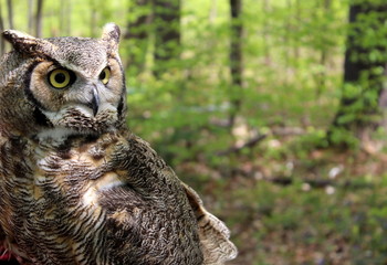 Great horned owl in woods