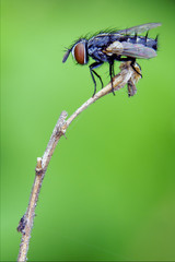 black little  fly