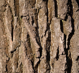 The bark texture