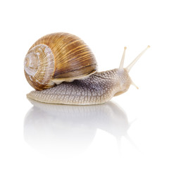 Garden snail