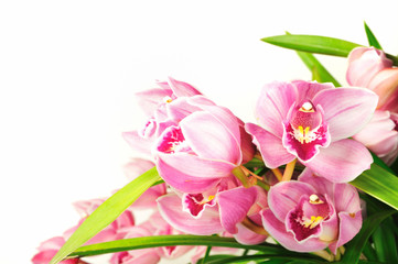 シンピジュウム