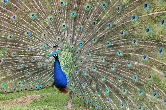 Indian Peafowl, Pavo Cristatus