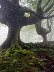 mysterious and twisted trees in fog with green roots
