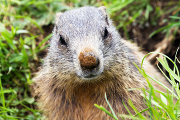marmotta con naso sporco