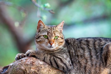 Cat lying on tree branch