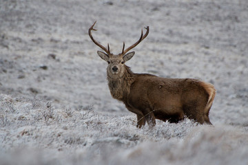 Red deer stag, Scotland 2013