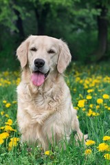 Portrait young beauty dog