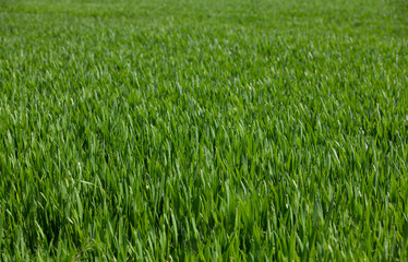 Green grass field