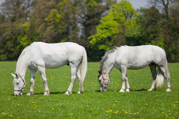 Naklejka na ściany i meble Two white horses eating fresh grass on a field