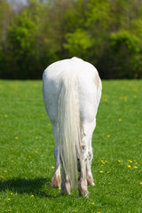 White horse with a long tail from behind