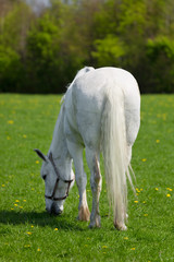 A white horse eating grass, a view from behind