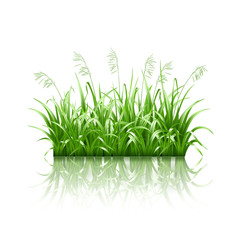 Green grass, vector
