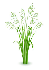 Green grass, vector