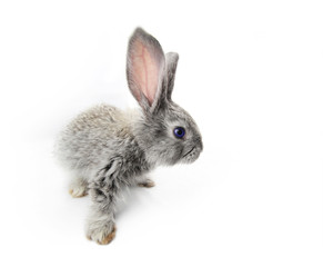 Gray rabbit
