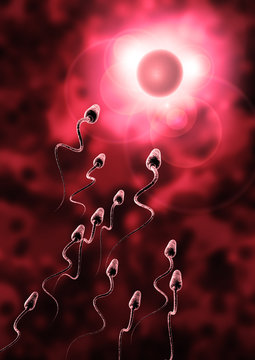 sperm and egg cell - Natural insemination -