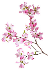 Naklejka premium spring branch with flowers