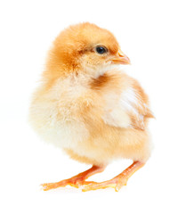 Baby Chicken