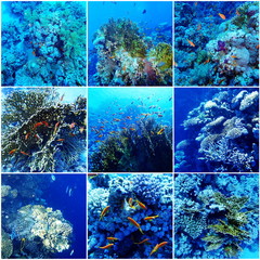 Underwater Sea Collage