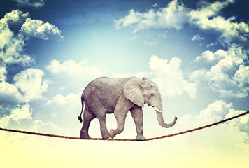  African elephant walks safely  hanging rope. courage  risk concept.