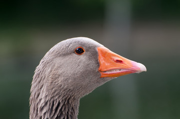 Portrait of a goose