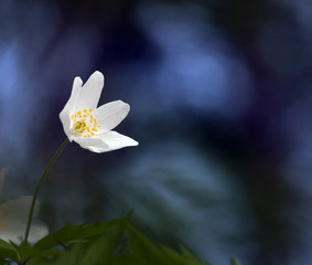 close up of wood anemone