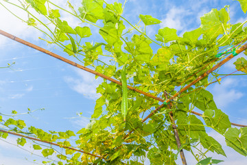 Angled gourd hanging on tree with blue sky background - obrazy, fototapety, plakaty
