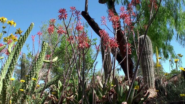 The Garden of Cactus & Succulent plant.