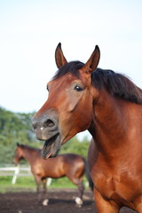 Fototapeta na wymiar Ziewanie Bay Horse portret w lecie