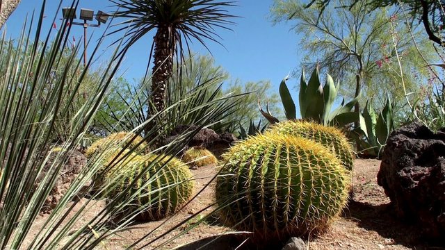 The Garden of Cactus & Succulent plant.