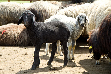 Lambs