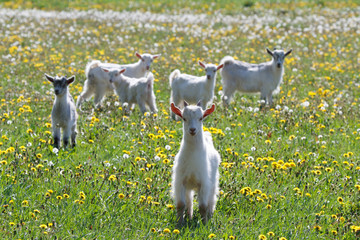 White goats frolic in a field of dandelions