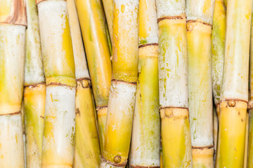 bundles of  harvested sugar cane stalks for background use