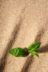 Plant in sand.