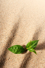 Plant in sand.
